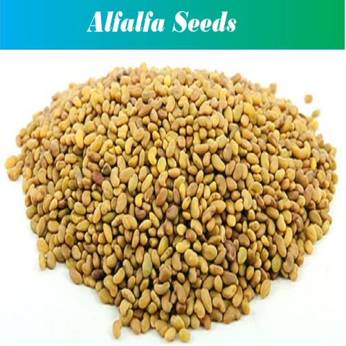 Alfalfa Seed, Packaging Size : 25 Kg / 50 Kg