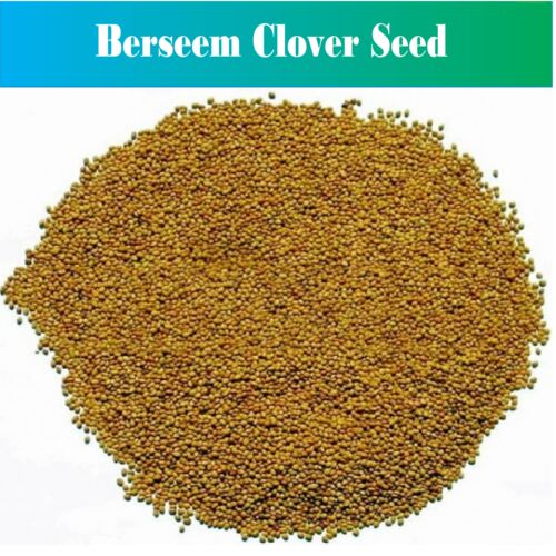PJ Berseem Clover Seed, Packaging Size : 25 Kg 50 Kg
