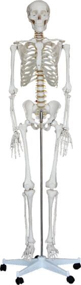 Human Skeleton