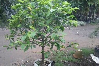 Natural Bonsai Plant, for Nursery Use, Plantation, Length : 0-2Ft, 2-5Ft