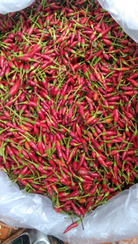 Reddish Fresh Thai Bird Chilli, For Human Consumption