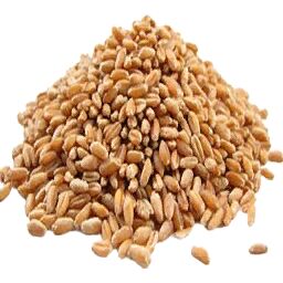 Organic Sortex Clean Wheat Seeds, for Beverage, Flour, Food, Style : Dried