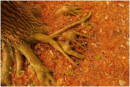 Anantmool Roots