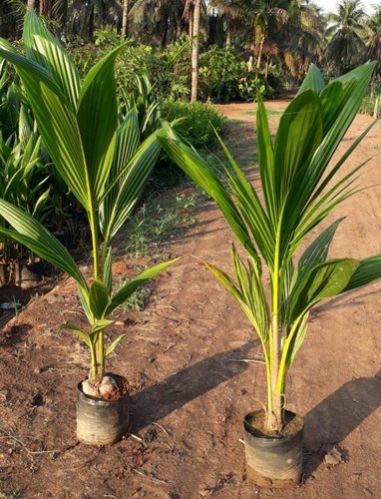 Organic coconut plant, Feature : Freshness