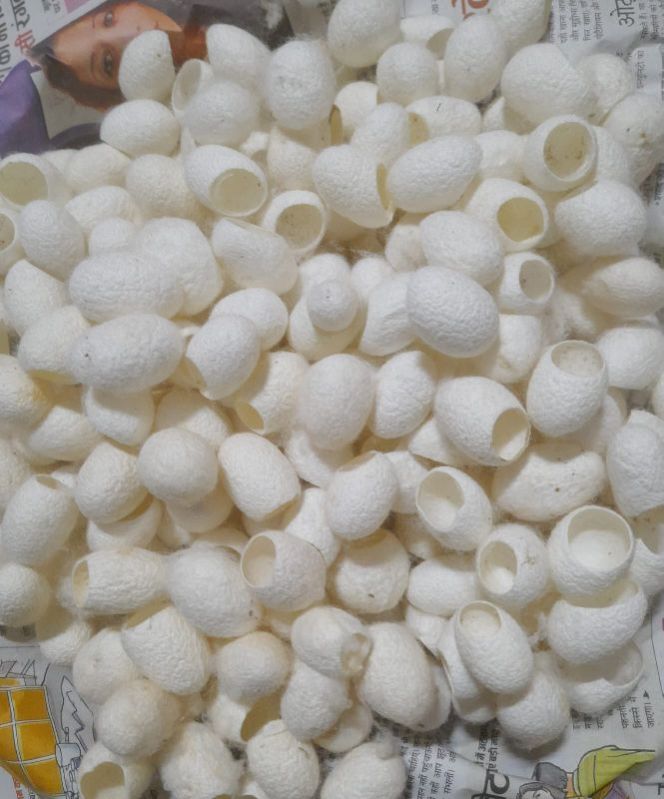 Mulberry Cut Cocoons, Purity : 99.99%