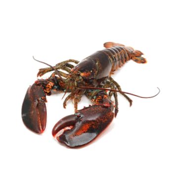 Canadian lobster (Homarus americanus)