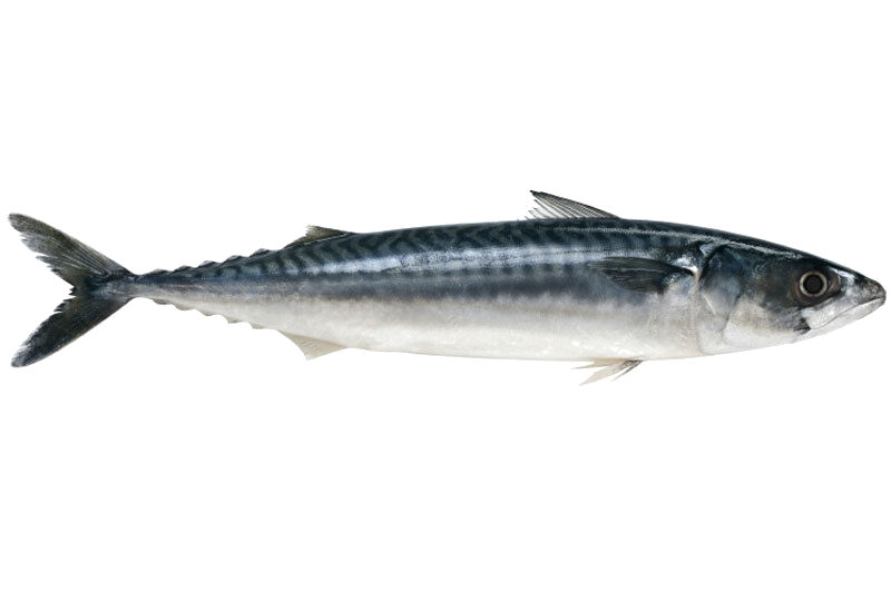 Mackerel (Scomber scombrus)