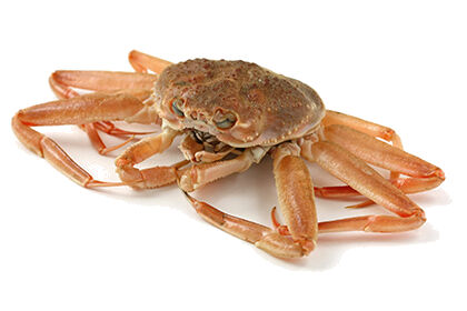 Snow Crab (Chionoecetes opilio)