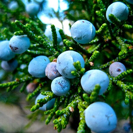 Juniper Berry Oil, for Medicine