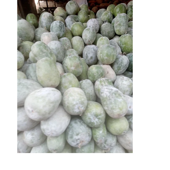 Green Organic Wax Gourd, Variety Safed Petha, Packaging Type Loose