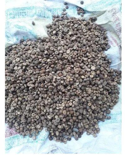 Akarkara Seeds, Packaging Size : 10 Kg