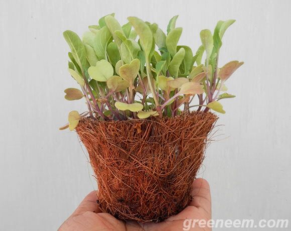 GreeNeem Coir Pots-Bio Degradable Nursery Containers