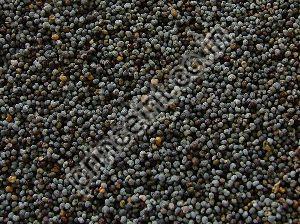 Organic Nepali Shatavari Herbal Seeds, for Agriculture, Medicinal, Purity : 99%