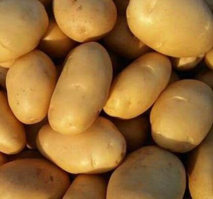Fresh Yellow Potato
