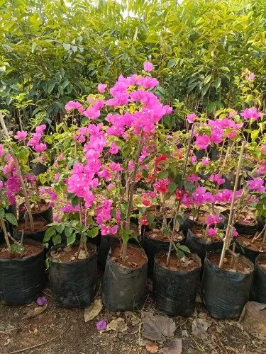 Bougainvillea plants