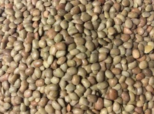 Organic Horse Gram, for Cooking, Packaging Size : 50kg