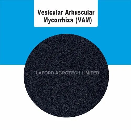 Vesicular Arbuscular Mycorrhiza