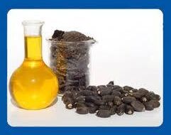 Organic Jatropha Seed Oil