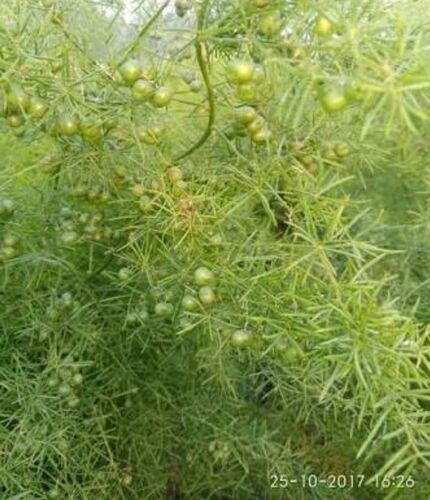 Organic Natural Shatavari Plants, Grade : Medicinal