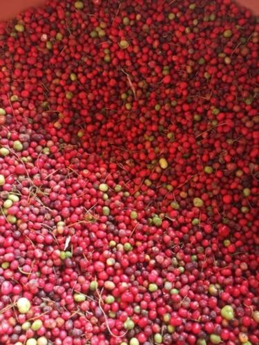 Organic Red Shatavari Seeds, for Medicinal Herb