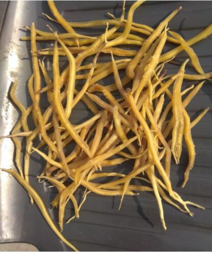 yellow shatavari roots