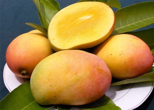 Organic Rajapuri Mango, for Food Processing, Direct Consumption, Taste : Delicious Sweet