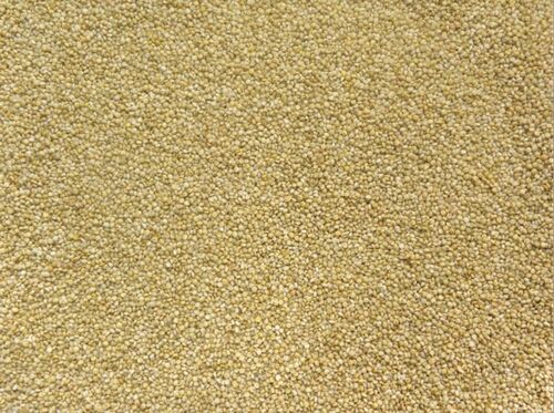 Browntop Millet, for High in Protein