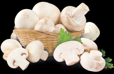 Fresh mushroom, Color : White