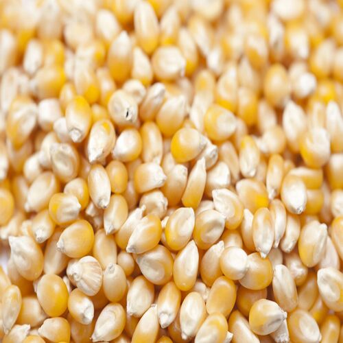 Corn Seeds, for Cattle Feed, Human Food, Style : Natural