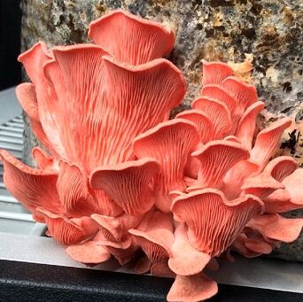 Fresh Pink Oyster Mushrooms