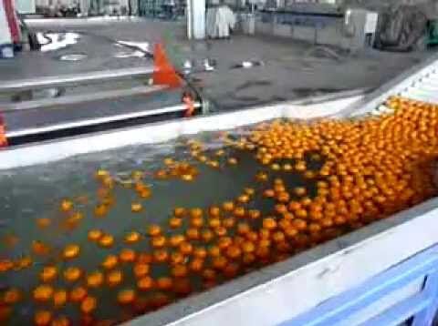 Electric Orange Sorting Grading Machine For Food Industry