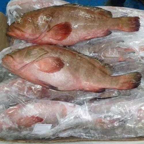 Frozen Reef Cod Fish, Packaging Type : Carton