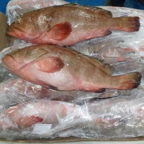 Frozen Reef Cod Fish