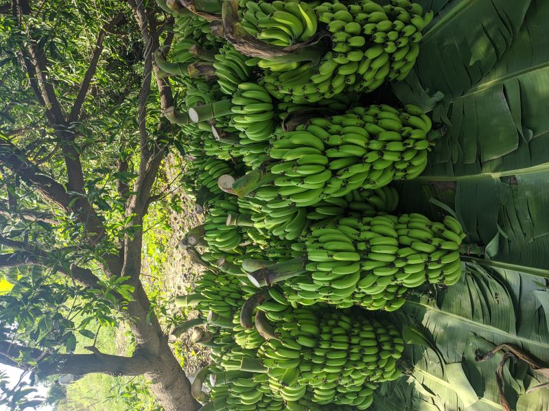 Organic banana, Packaging Type : Plastic Crate