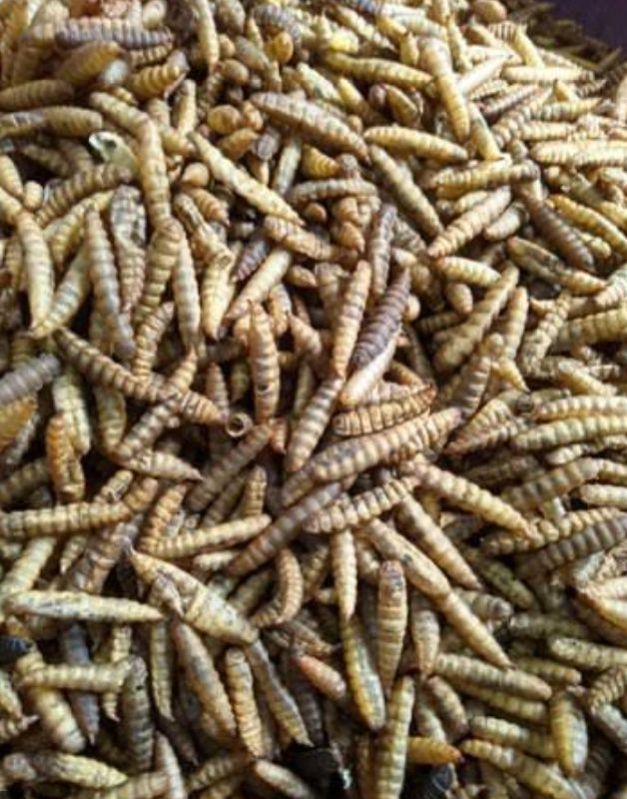 Dried black soldier fly larvae, Packaging Type : Plastic Bag, Plastic Pouch