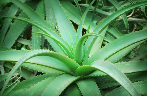Organic Aloe Vera Leaf, for Making Shampoo, Gel, Soap, Packaging Type : Non Woven Bag