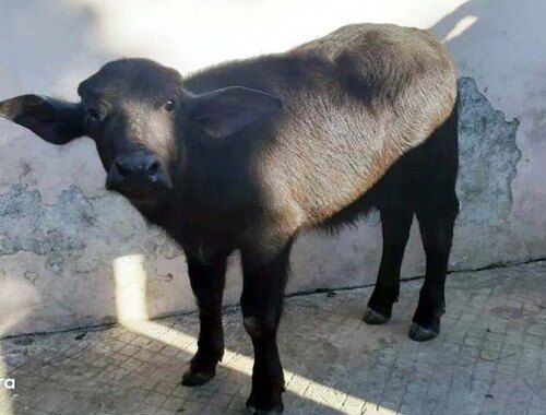 Buffalo Calf, Color : Pure Black