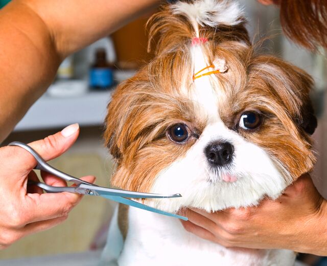 Pet Grooming Services