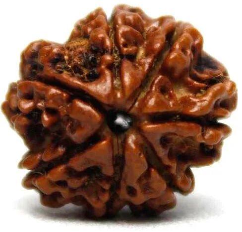 7 Mukhi Rudraksha