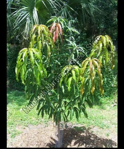 Amrapali Mango Plant