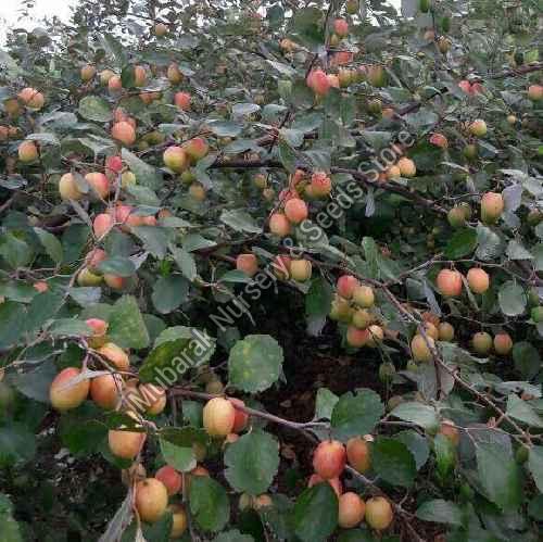 Apple Ber Plant