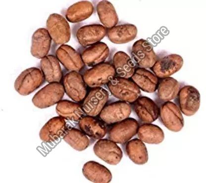 Natural Ashoka Seeds, for Medicinal, Agriculture, Feature : Purity, Non Harmul, Healthy, Gluten Free