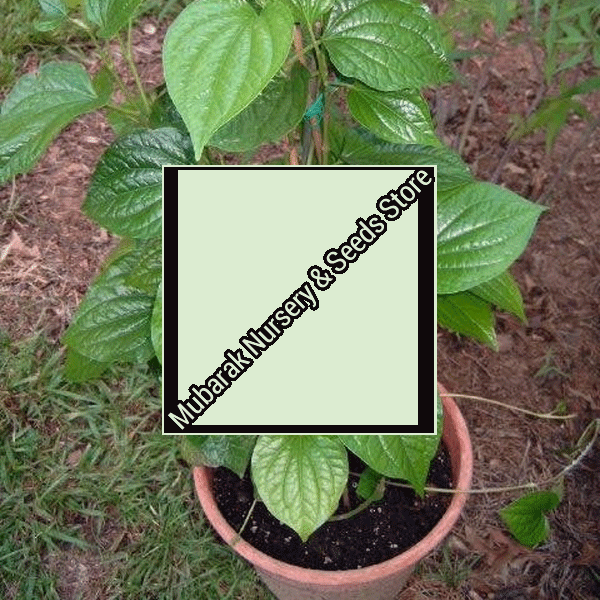 Black Pepper Plant