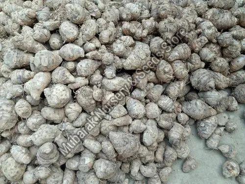 Black Turmeric Seeds