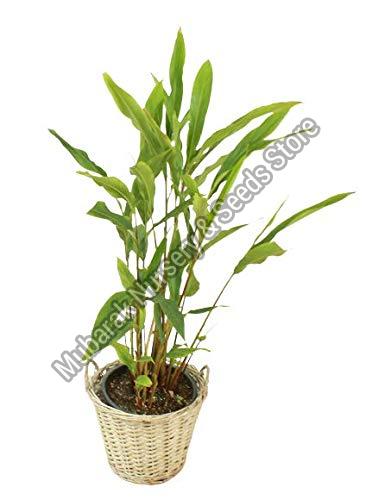 Cardamom Plant