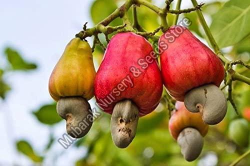 Cashew Nut Plant