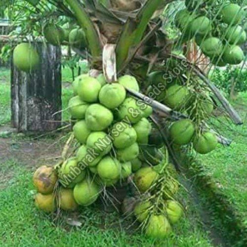 Coconut Hybrid Malaysian Green Dwarf Plant