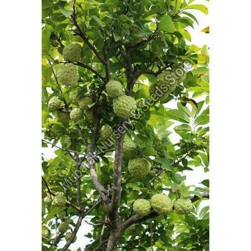 Custard Apple Plant