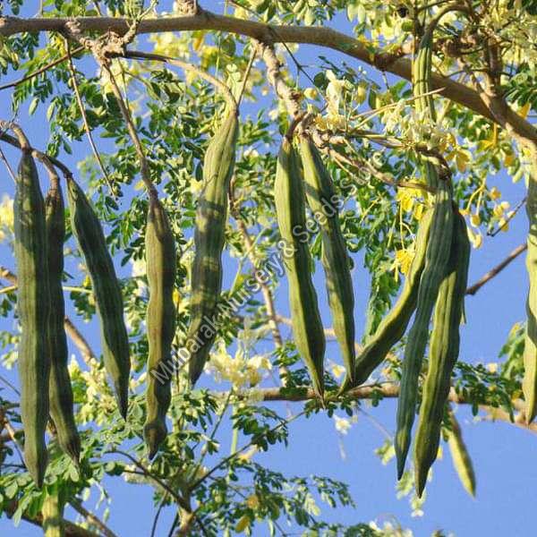 Drumstick Plant