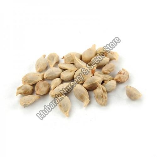 Lemon Seeds, for Human Consumption, Specialities : Non Harmful, Good Quality